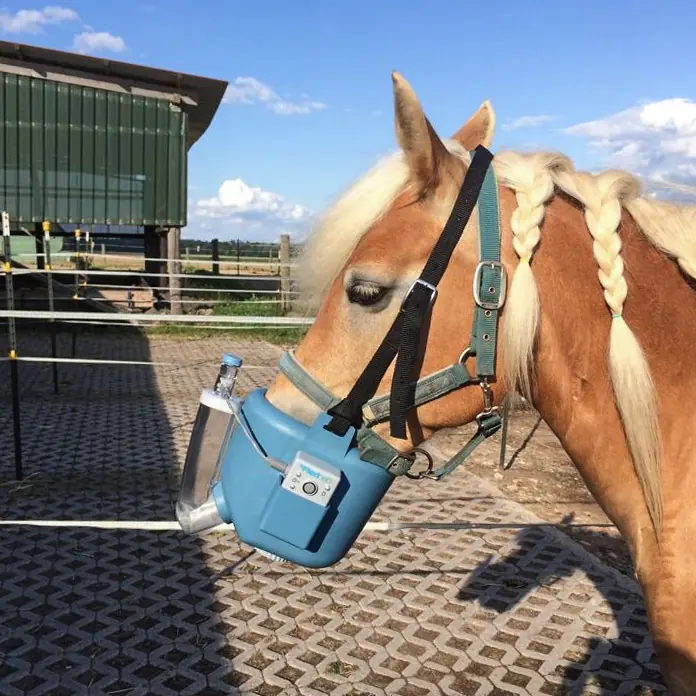 Haflinger mit Inhalationsmaske auf dem Hof