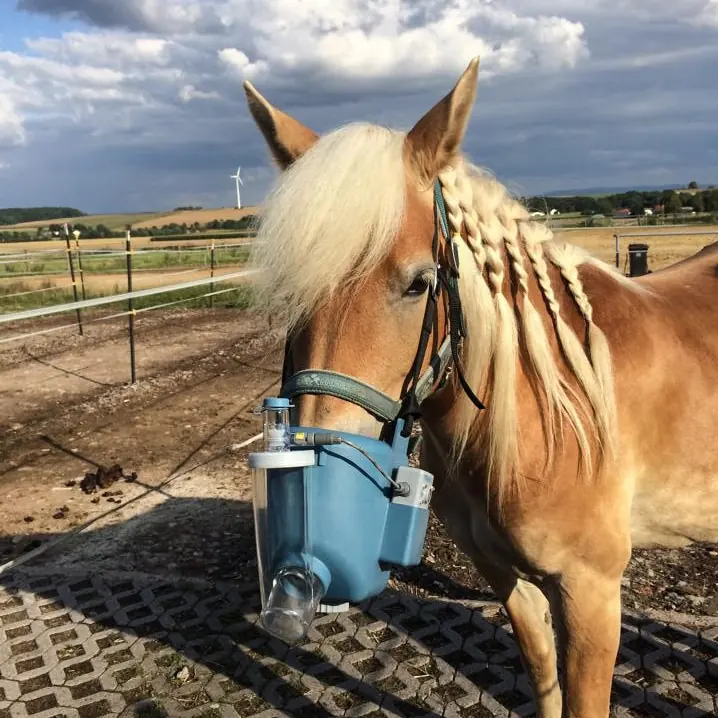 Haflinger mit geflochtener Mähne trägt eine Inhalationsmaske