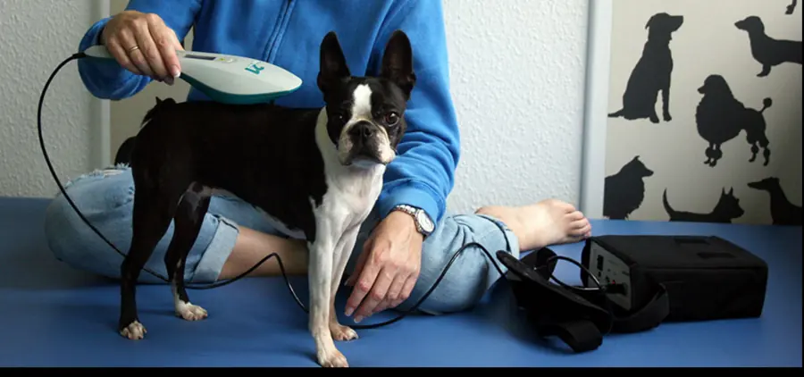 Boston Terrier steht auf der Behandlungsliege, das Lasergerät liegt an seinem Rücken