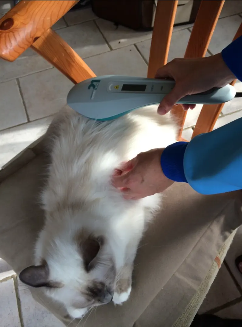 Weiße Langhaarkatze liegt auf einem Stuhl und wird mit dem Lasergerät behandelt