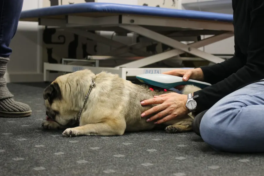 Mops liegt entspannt am Boden, eine Hand führt das Lasergerät über seinen Rücken