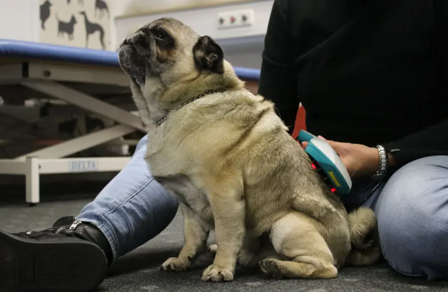 Sitzender Mops wird am Rücken mit dem Lasergerät behandelt