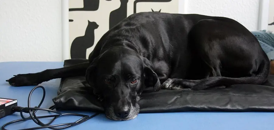 Schwarzer Hund liegt entspannt auf der Magnetfeldmatte in der Praxis