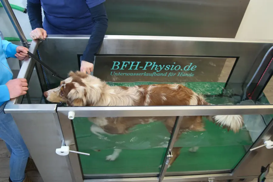 Hund läuft im Unterwasserlaufband, die Leine wird von außen gehalten