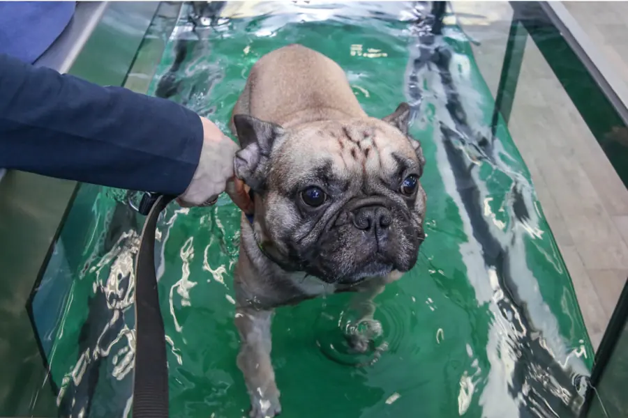 Französische Bulldogge läuft im Unterwasserlaufband, eine Hand hält die Leine