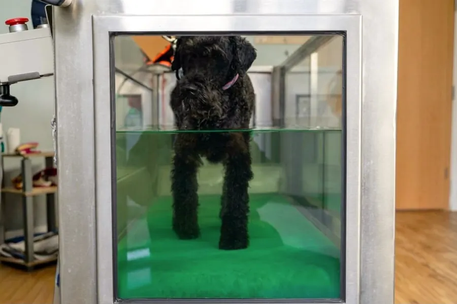 Schwarzer Schnauzer im Unterwasserlaufband, Blick durch die Glasscheibe