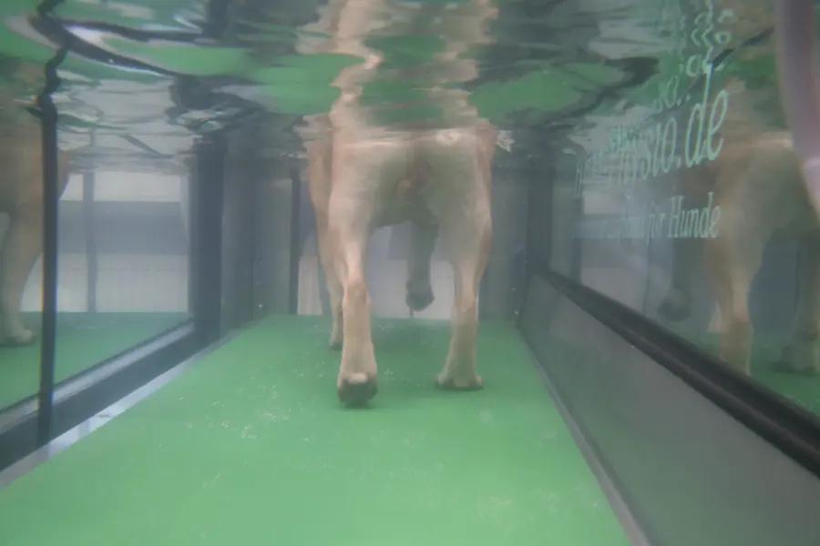 Blick unter Wasser: Hundebeine auf dem Laufband